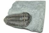 Prone Flexicalymene Trilobite - Mt Orab, Ohio #329791-1